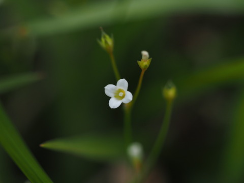 ainae20093016