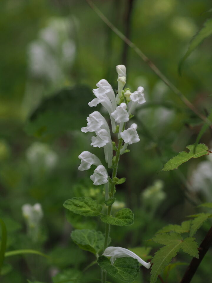 165円 メーカー包装済 オオタツナミソウ 山野草