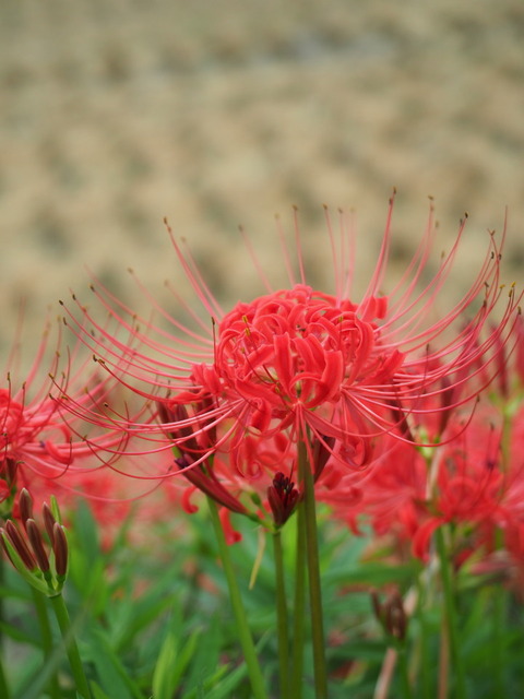 manjusyage20091804