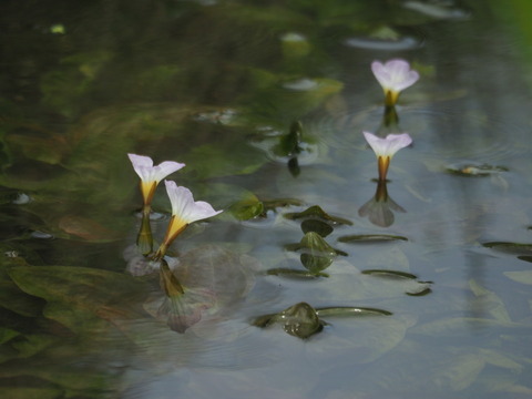 mizuobako20080943