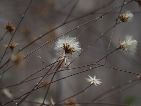 koyaboki18022509