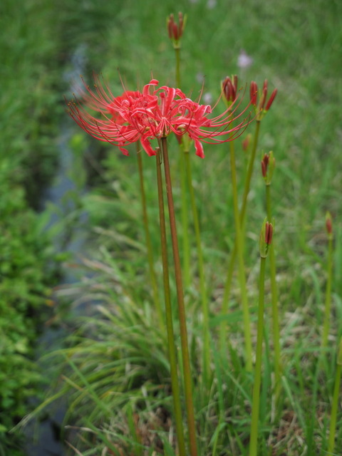 manjusyage20091815