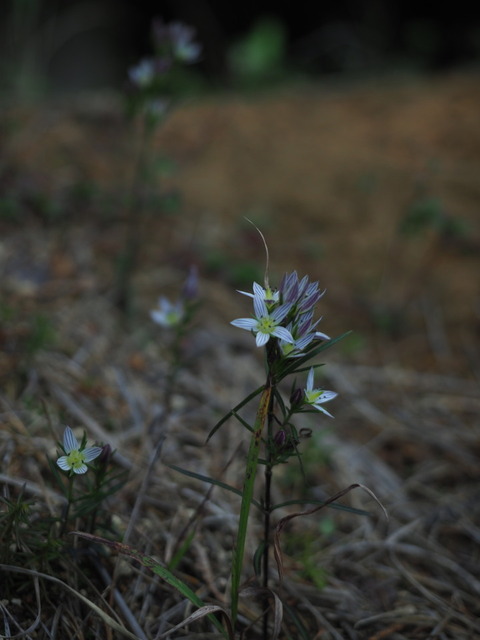 senburi20101219