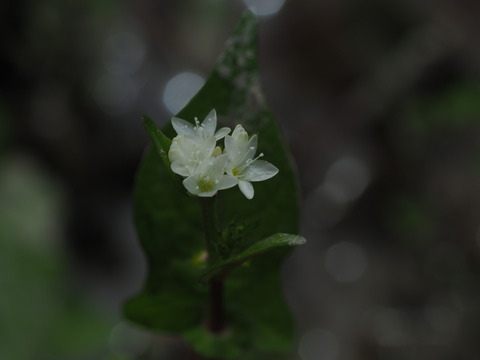 sirobanamizosoba20100709