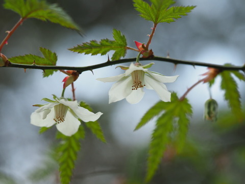 nagabanomomijiichigo20040305