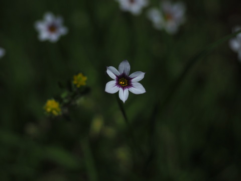 niwazekisyo20050703