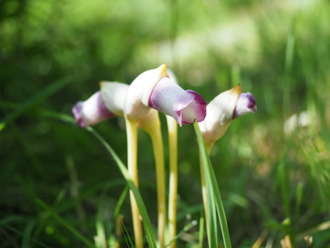 nanbangiseru20090578