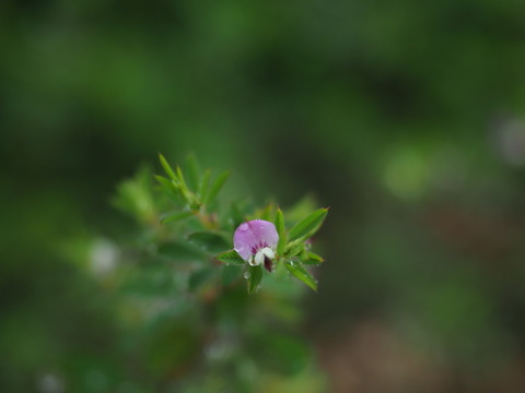 yahazuso20091007