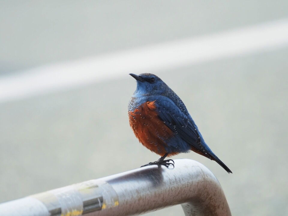 青い鳥はここにも イソヒヨドリ おもひぐさ 青い鳥はここにも イソヒヨドリ おもひぐさ