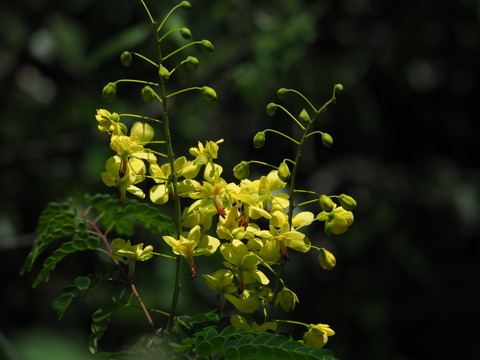 jaketuibara200514071