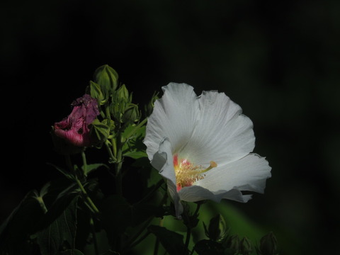 suihuyo20082709