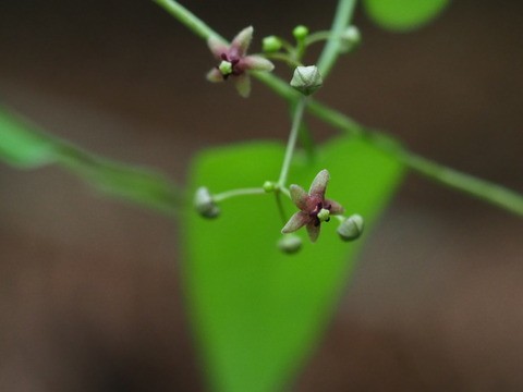 okamomeduru200615020