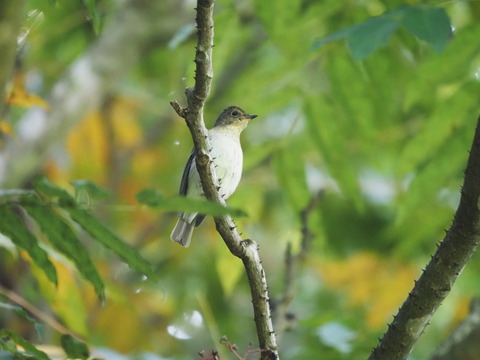 kibitaki20110919