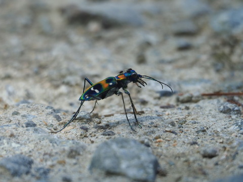 hanmyo20082517