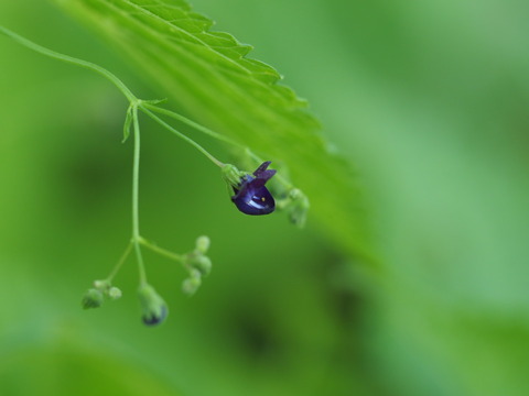 kurobanahikiokosi20101211