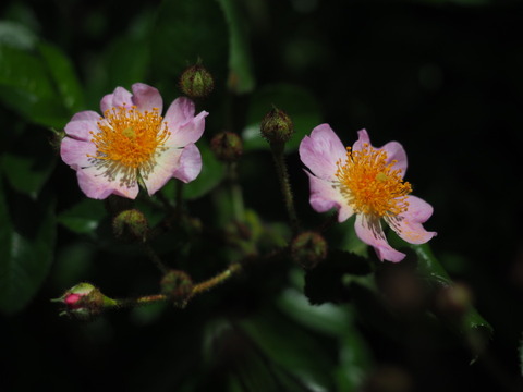 tukusiibara20052027