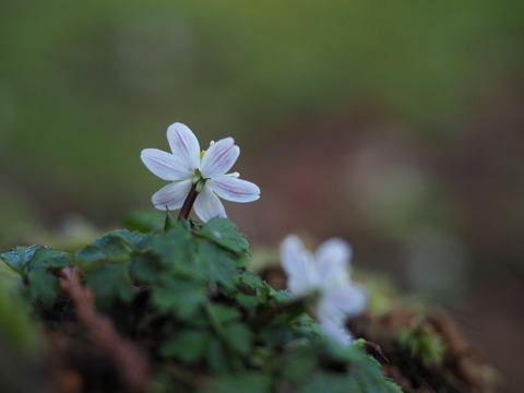 sikokubaikaoren200129082