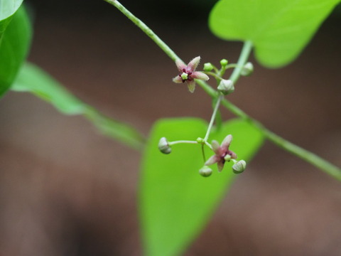 okamomeduru200615012