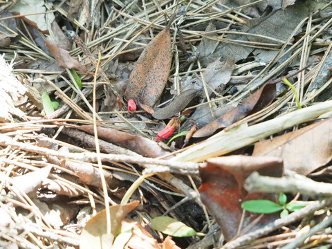 matugumi20082510