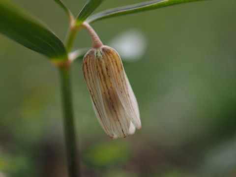 hosobanakobaimo15032011