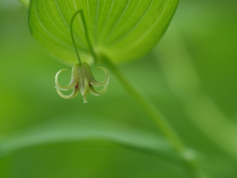 obatakesimaran19071223