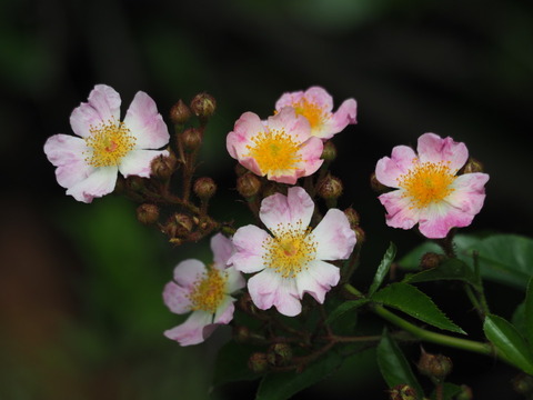 tukusiibara20052509