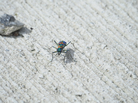 hanmyo20091205