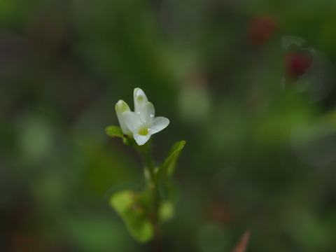 sirobanamizosoba20100707