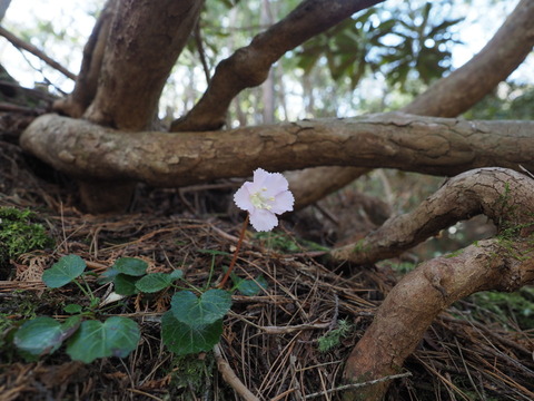 iwautiwa19041665