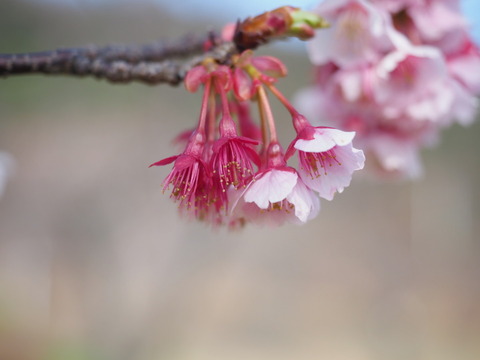 kanzakura19022201