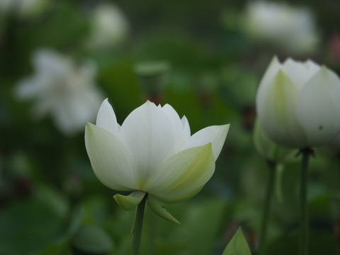 hasu20070813