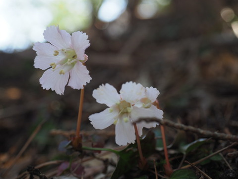 iwautiwa19041608
