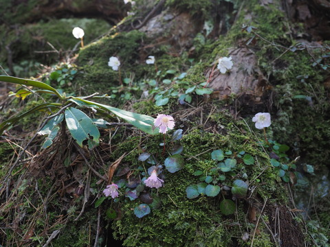 iwautiwa19041667