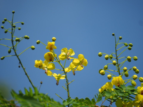 jaketuibara200514092