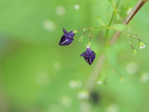 kurobanahikiokosi20101241