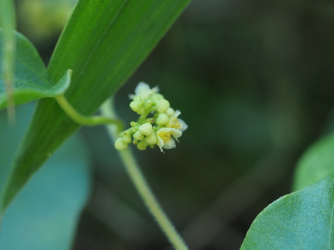aotudurahuji20073101