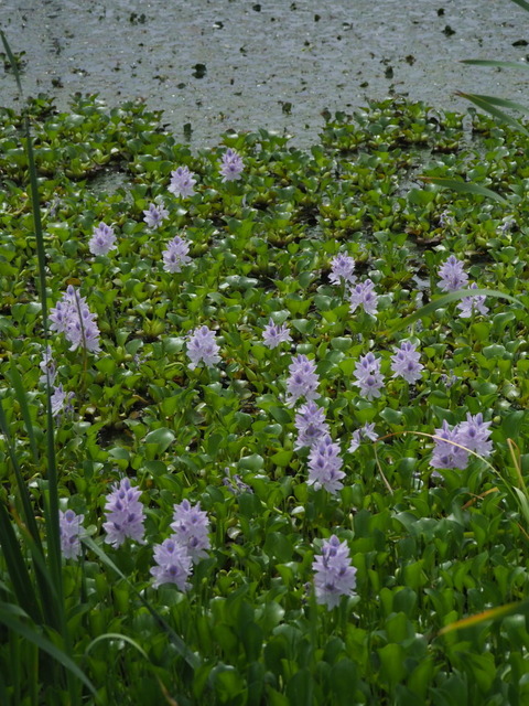 hoteiaoi20071218