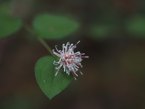 koyaboki15100524