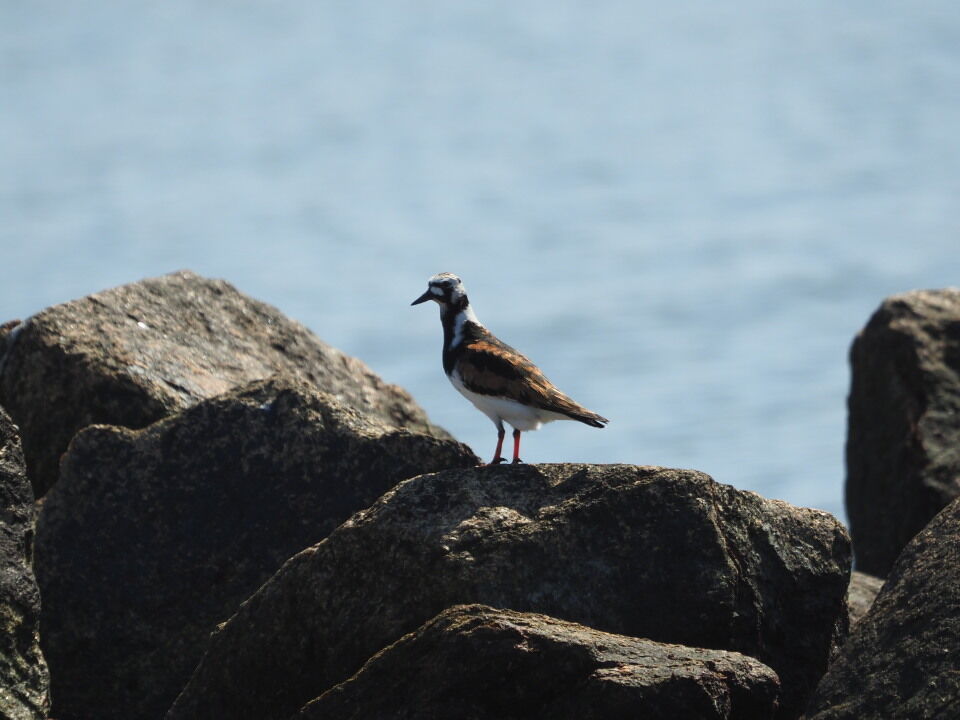 海辺の鳥たち キョウジョシギ おもひぐさ