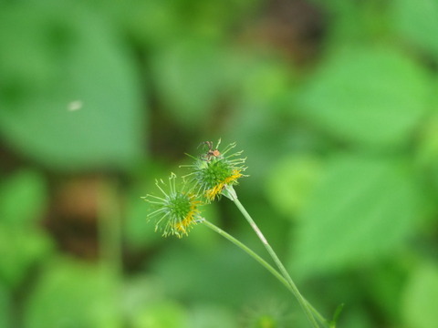 daikonso20090504