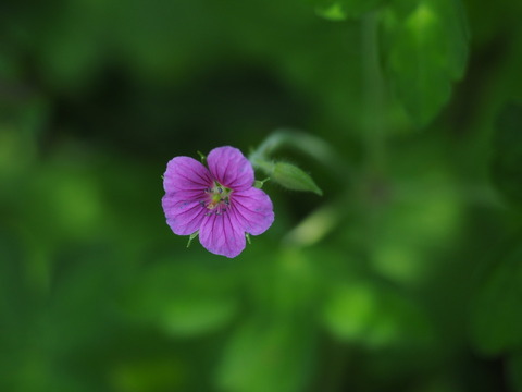 gennosyoko16072101