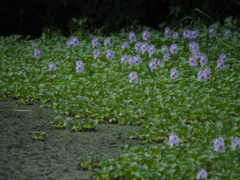 hoteiaoi20071215