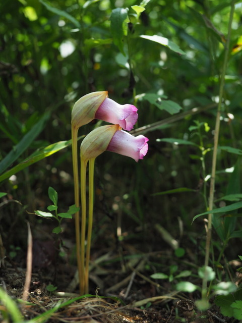 nanbangiseru20090545