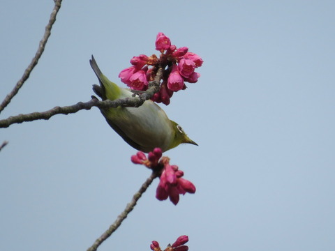 mejiro17031929