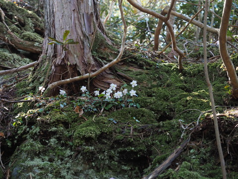 iwautiwa19041673