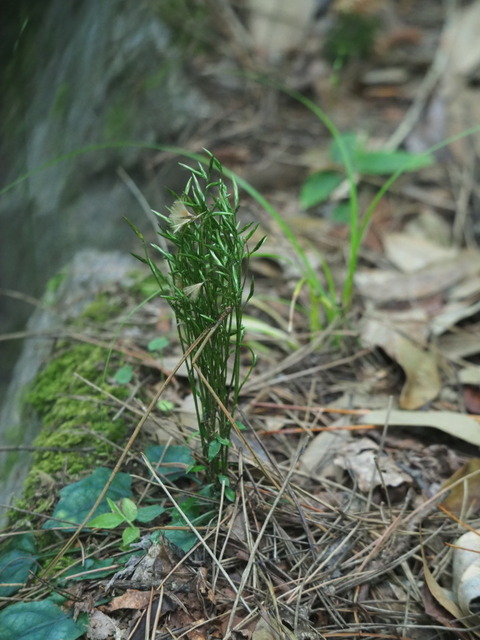 kikohaguma20090502