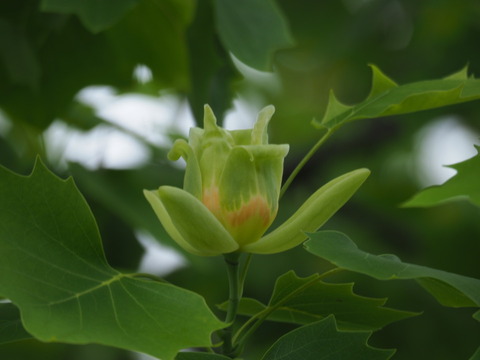 yurinoki20052028