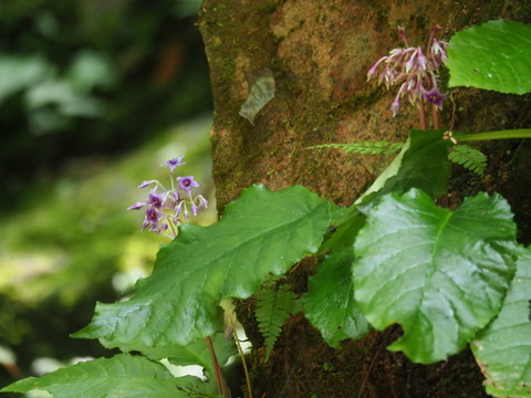 iwatabako190731077