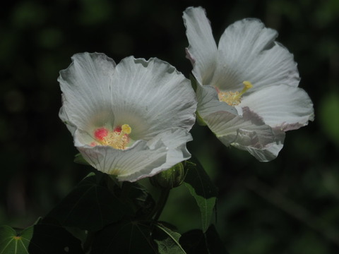 suihuyo20082711