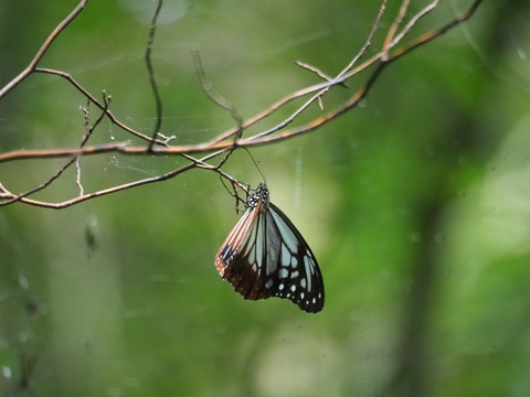 asagimadara19093013